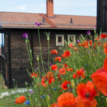 Red poppy in front of a timbered cottage.