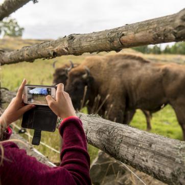 Girl takes mobile photo of two bison at Avesta Visentpark.