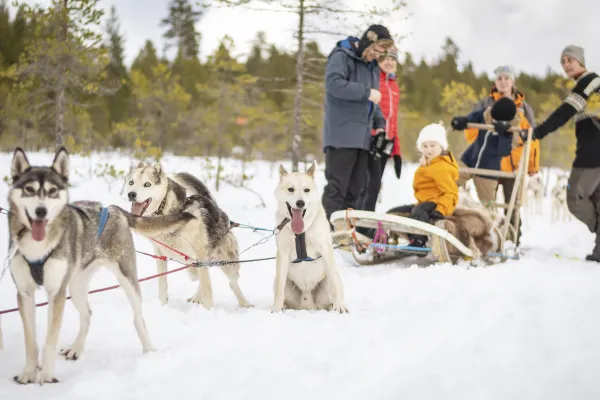 Dog sleds with guides instructing tourists on the sled.