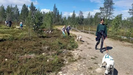 Husky hundar och människor på promenad i soligt väder.