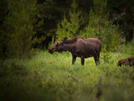 A moose in the forrest.