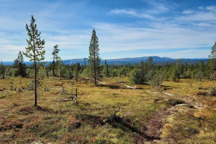En vandringsled, i skog och fjällterräng, blånande berg i bakgrunden.