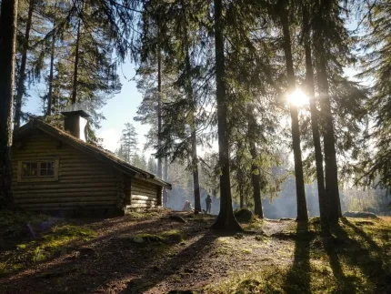 A small log cabin in the forrest, the sun shines through the trees.