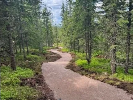 A biking trail in the forrest.