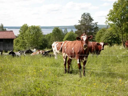 Cows on a meadow, a lake in the background.
