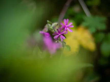 A blurred image of a pink flower.
