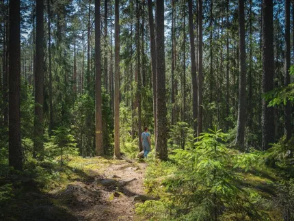 En kvinna som vandrar på en led i skogen.