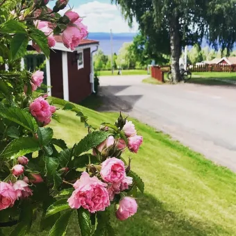 Rosa rosor i förgrunden intill ett rött hus, med gräsmatta, väg, träd och blått vatten i bakgrunden..
