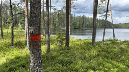 Tallskog vid en stilla sjö med molnig himmel; i förgrunden syns en trädstam med röd markering..