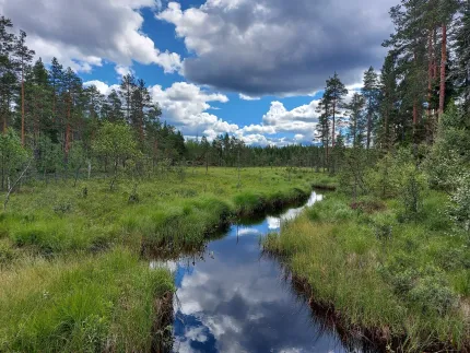 En smal bäck slingrar genom gräsig myr med tallskog runtom och moln som speglas i vattnet under blå himmel..