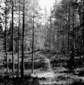 Svartvit bild av en smal stig som slingrar sig genom en gles tallskog med ljusning i bakgrunden..