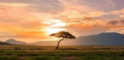 En ensam akaciaträdssilhuett på en savann med gräs, berg i bakgrunden och orange molnig solnedgång..