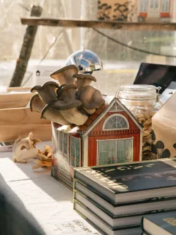 Ostronskivling växer ur en dekorativ burk på ett solbelyst bord med böcker, glasburk och svampar..