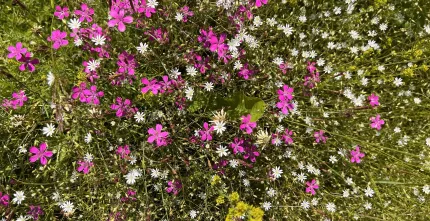 Närbild av en sommaräng med rosa och vita vildblommor bland grönt gräs i solljus..