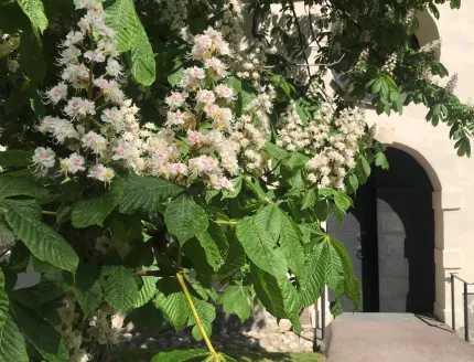 Hägg som blommar, en svart kyrkport i bakgrunden.