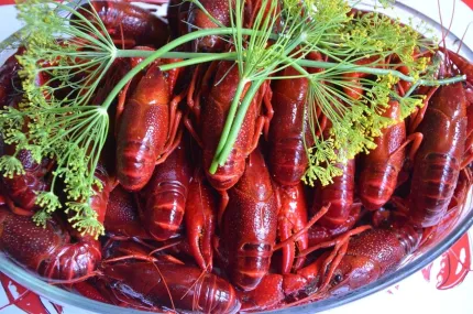 Närbild av ett fat med röda kokta kräftor garnerade med färsk dill på en serveringsbricka..