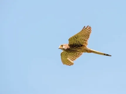 En ljusbrun falk med utbredda vingar flyger mot vänster över en klar blå himmel utan moln..