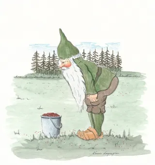 Illustration av en böjd tomte i grön luva och rock som tittar på en hink med röda bär på gräs, med skog bakom..