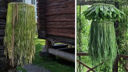 Två bilder av gräskronor som hänger i utomhusmiljö.