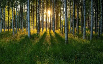 Solen lyser in mellan en grupp björkar i skogen.