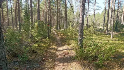 En stig i skogen.