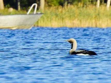 En Storlom som simmar i vattnet, en båt och vass syns på bilden.