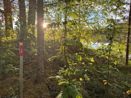 Solens strålar lyser genom träd i en grön skog med sly, en markeringsstolpe och en sjö i bakgrunden..