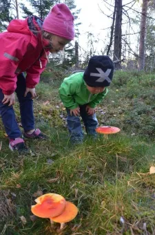 Två barn i färgglada jackor böjer sig ner och tittar på orange svampar i en mossig skogsglänta..