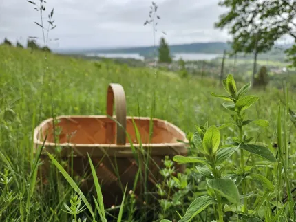 En tom flätad korg ligger i högt grönt gräs på en sluttande äng, med sjö och kullar i suddig bakgrund..