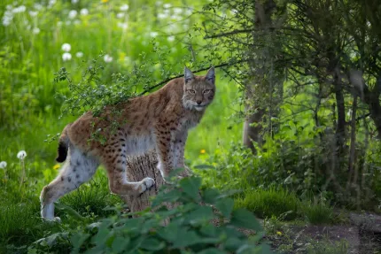 En lo står vid en trädstubbe i grön skogsglänta och tittar mot kameran, omgiven av buskar och gräs..