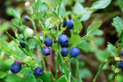 Närbild av blåbär som hänger på gröna kvistar och blad, med suddig grön bakgrund från skogsvegetation..