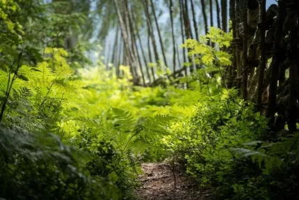 En smal stig genom grön skog med frodiga ormbunkar i förgrunden och höga trädstammar i bakgrunden..