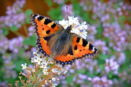 En orange och svart fjäril med utslagna vingar sitter på vita blomklasar, med lila blommor i bakgrunden..