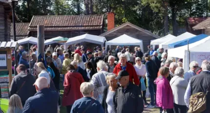 Många människor rör sig mellan vita marknadstält vid trähus och tallar en solig dag utomhus..