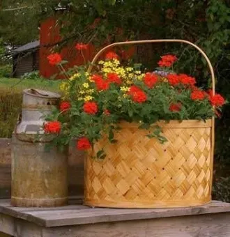 En flätad träkorg med röda pelargoner och gula blommor står på en träbänk bredvid en gammal mjölkkanna utomhus..