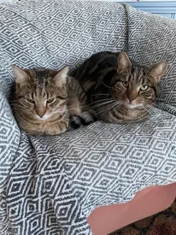 Två brungrå tabbykatter ligger tätt intill varandra på en gråmönstrad filt över en fåtölj..
