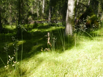 Solbelyst mossmark med höga grässtrån i förgrunden och trädstammar samt grön skog i bakgrunden..