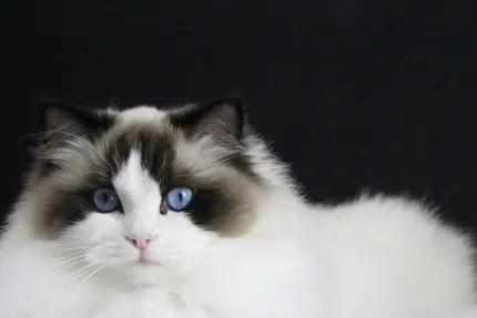 Närbild av en långhårig vit katt med mörka ansiktsfläckar och blå ögon mot en mörk bakgrund..