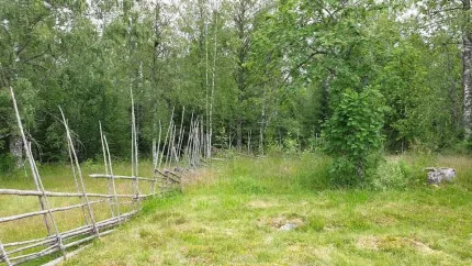 Grön äng vid skogsbryn med en lutande trägärdsgård till vänster och täta lövträd i bakgrunden..