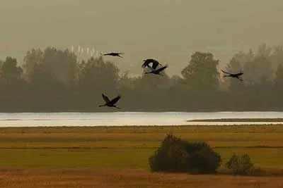 Tranor flyger över myrmark.