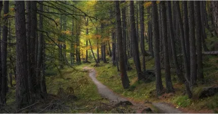 En smal stig slingrar sig genom en tät skog med höga träd och gröna samt gulnande löv i mjukt ljus..