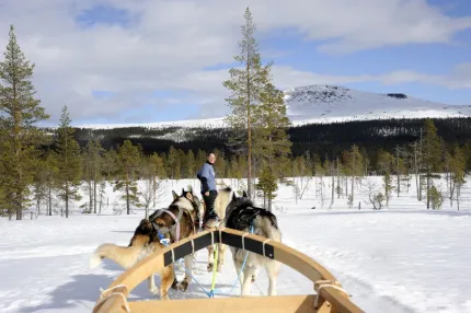 Dog sledding in full action