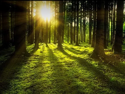 Mossy land with many pines and the sun shining in between.