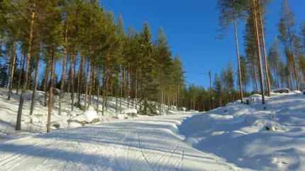 Pistade skidspår i skogen. 
