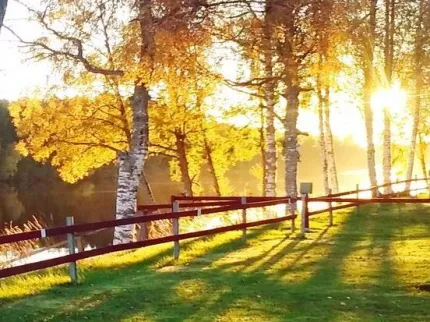 The sun shining through the trees next to the river.