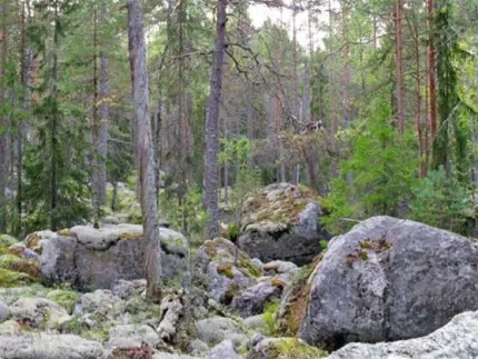 Stenblock, mossa, gammal och ny skog.