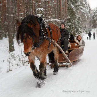 Sleighride with horse.