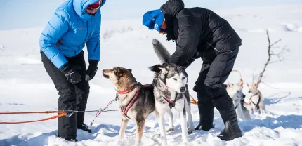 Två personer sätter på hundarna selar. 