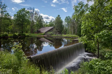 Damm i sommargrönska.