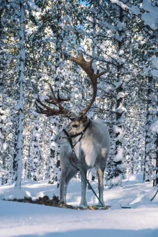 En ren i snön.